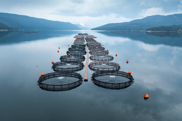 Norwegian Salmon Price